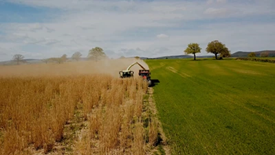 35 acres of miscanthus: the crop powering our site and strengthening the land