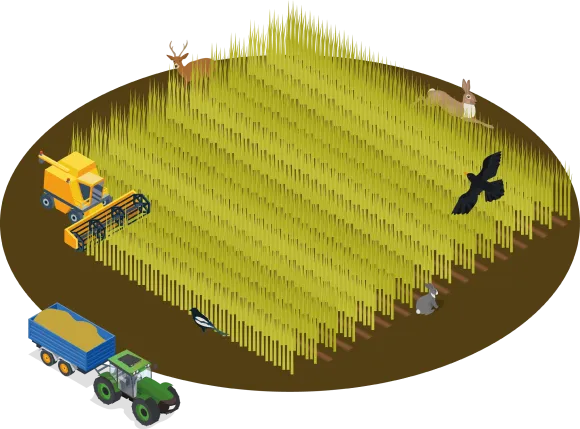 A miscanthus grass field being harvested