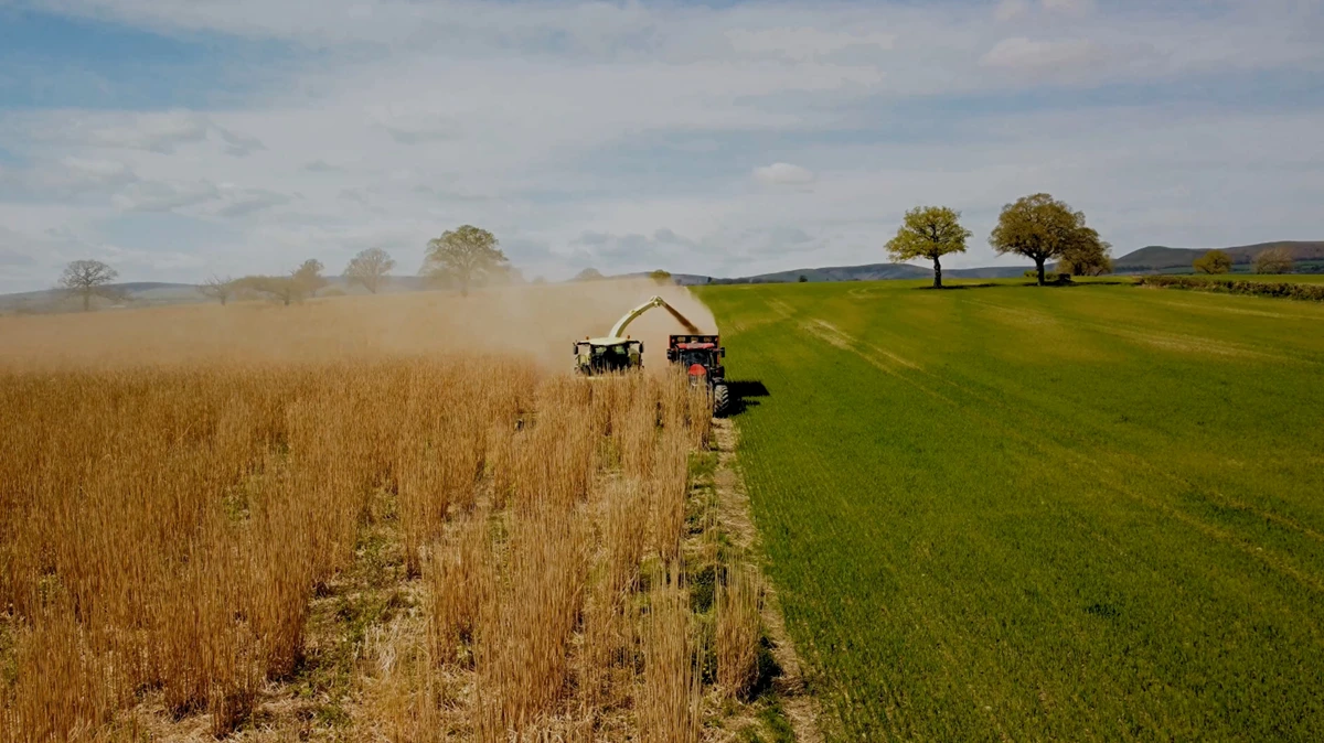tractors harvesting Miscanthus grass