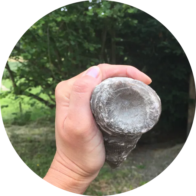 a hand holding up a fossil found at wenlock edge